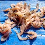 オキアミ発酵臭をDIYで完全消去するためのロードマップ