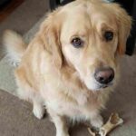 シエンタ救済！大型犬の尿臭を15分で消す3つの自宅洗浄術